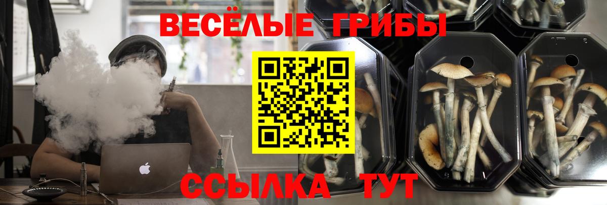 Жигулёвск  Псилоцибиновые грибы Psilocybe  Вход с VPN 